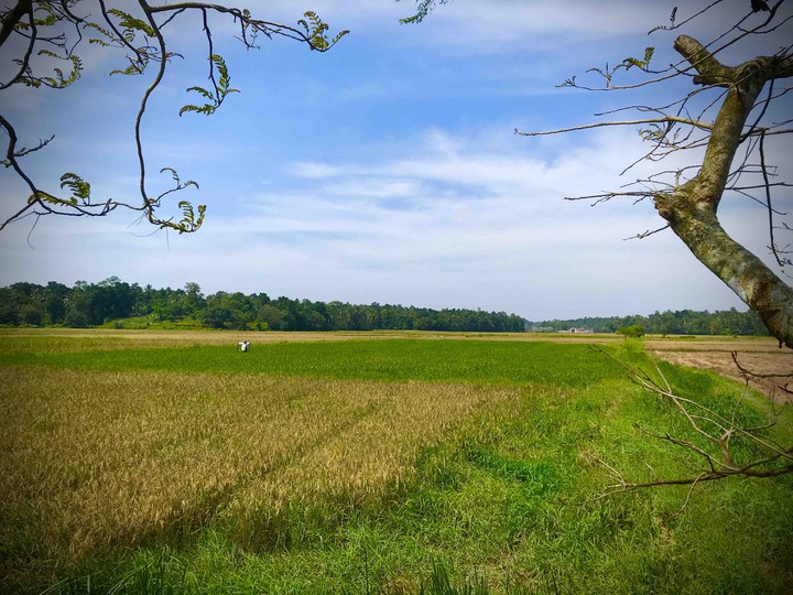 Padi field  ( Sri Lanka )