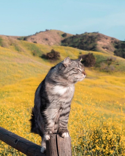 sky, cat wallpapers