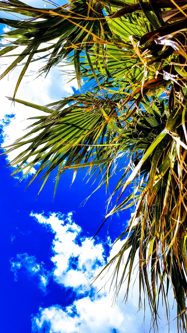 Blue sky