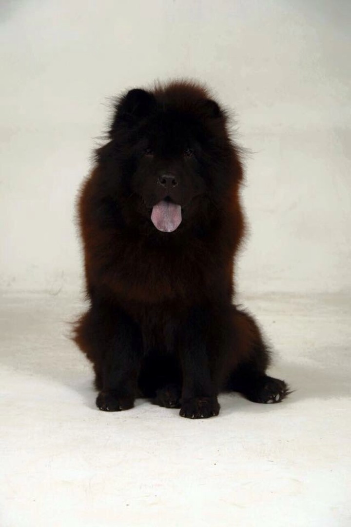 Chowchow