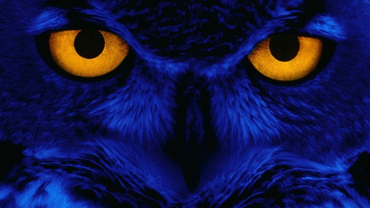 Owl