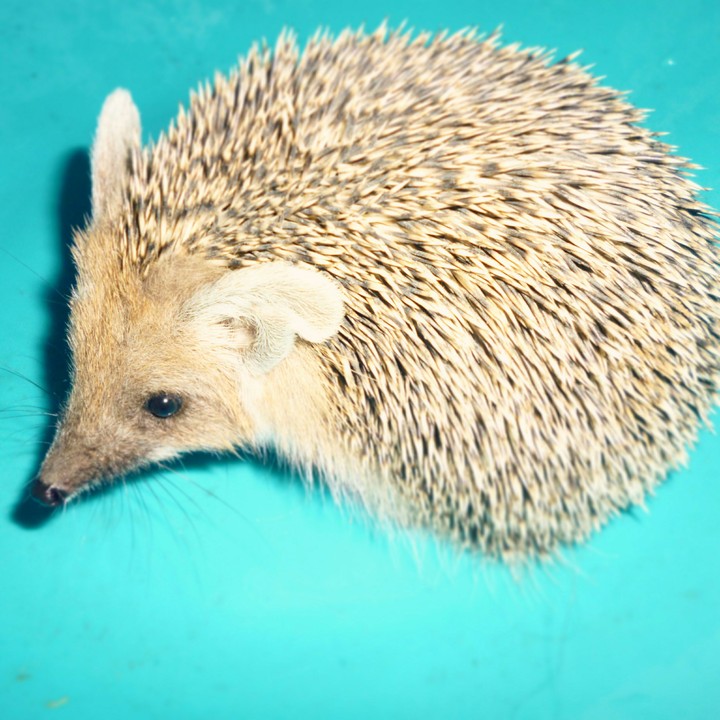 Cute Hedgehog))