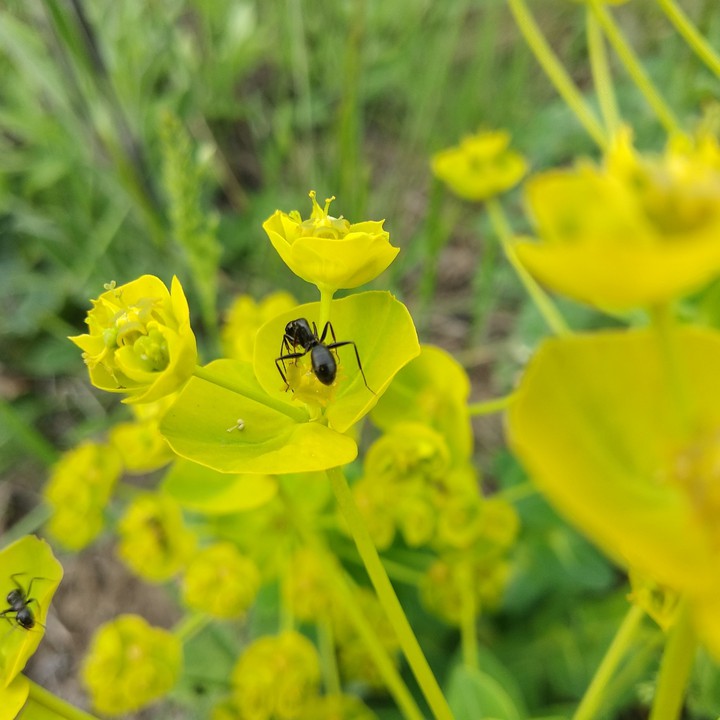Ant