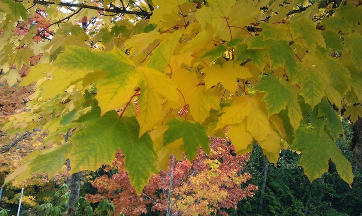 fall season