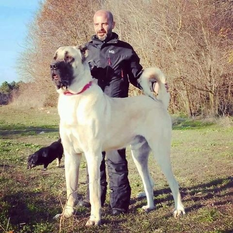 kangal