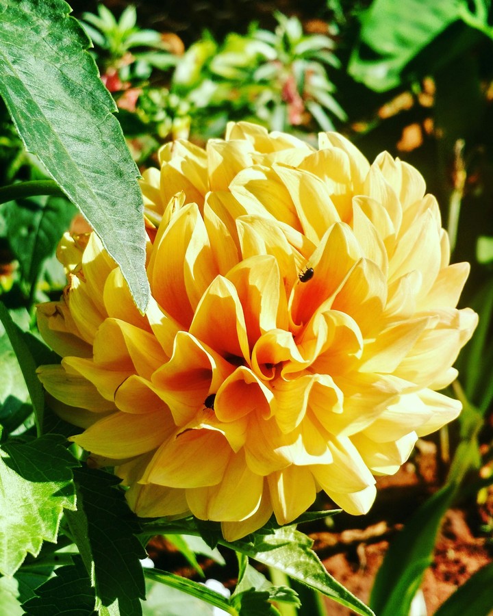 flor