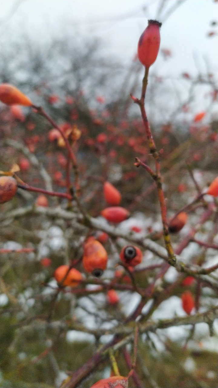 winter