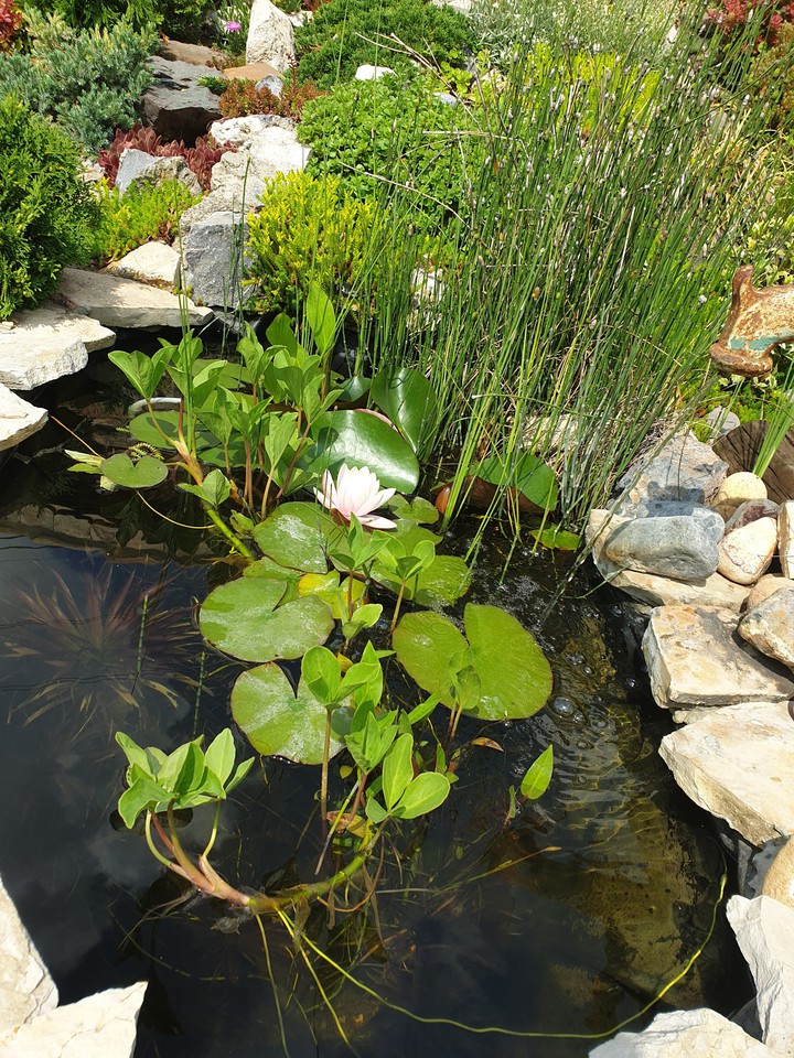 water lily again...?