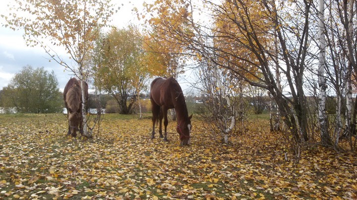 осень