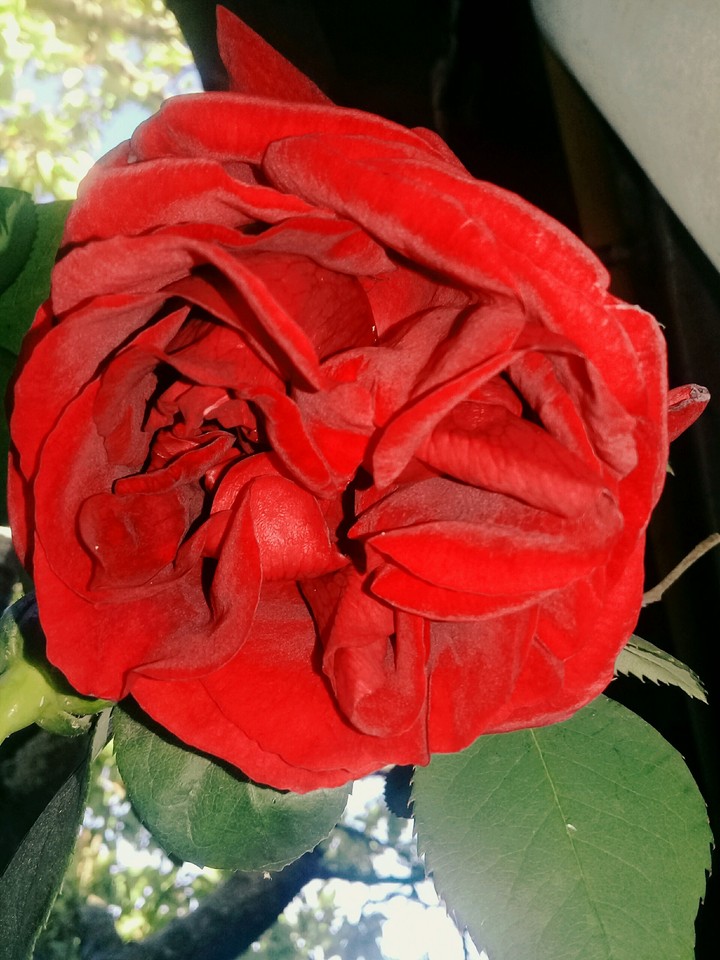 Red Rose