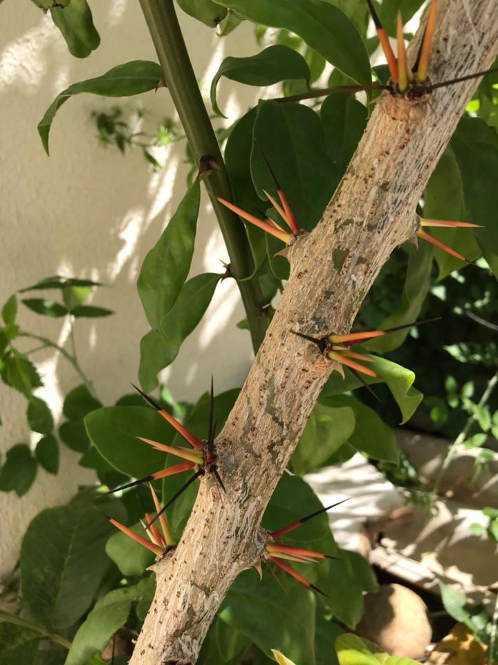 plant