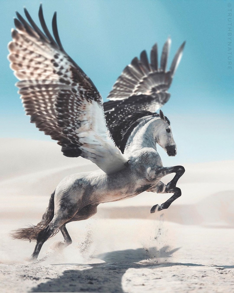 اسب بالدار Pegasus