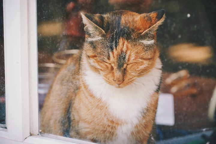 고양이.