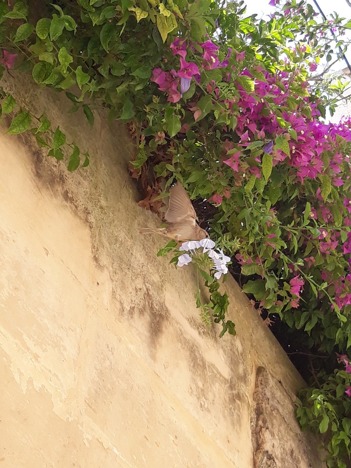 Bird