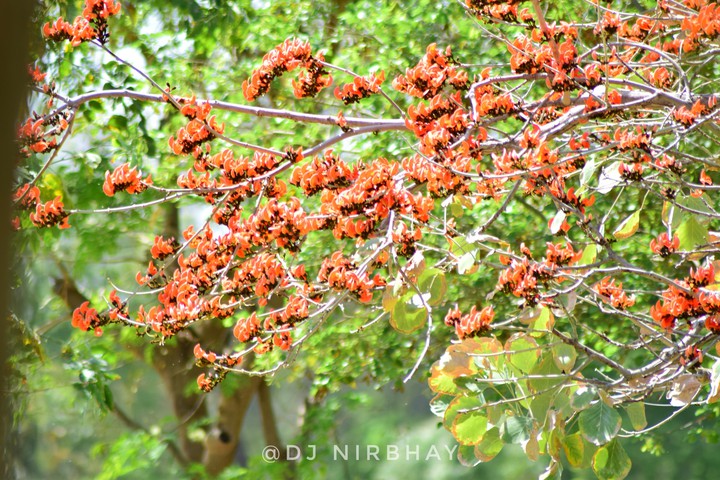 nature