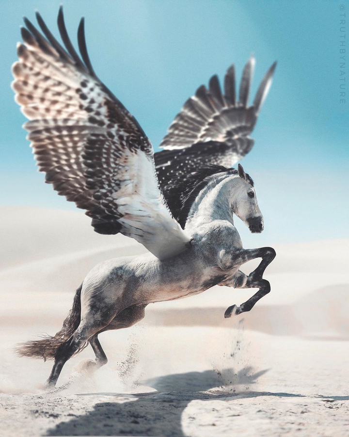 اسب بالدار Pegasus
