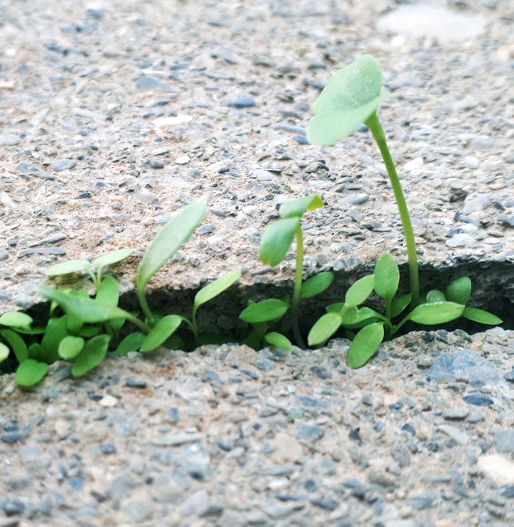 plant