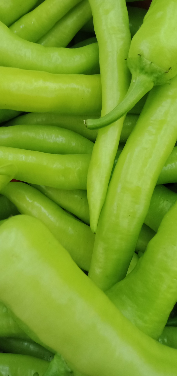 Solok Chili