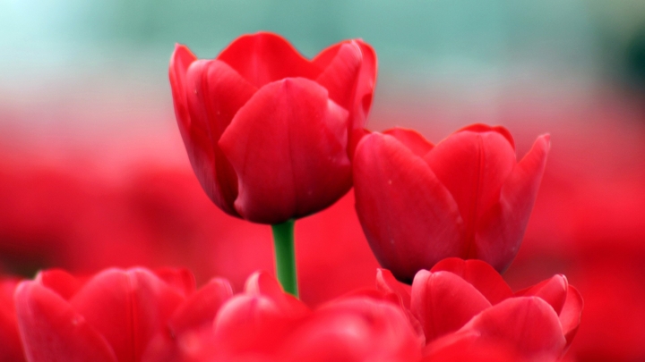 beautiful flower rose
