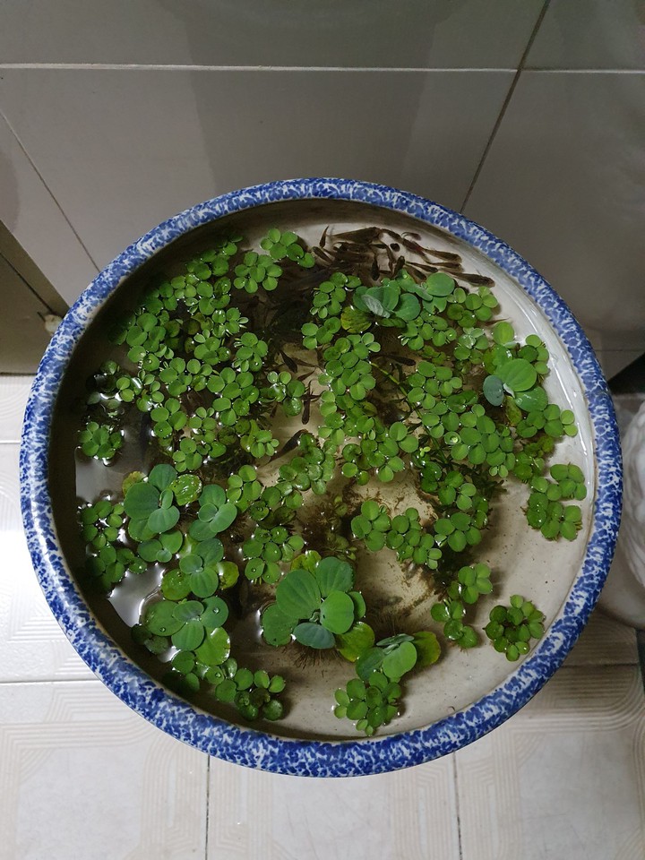 cá bảy màu