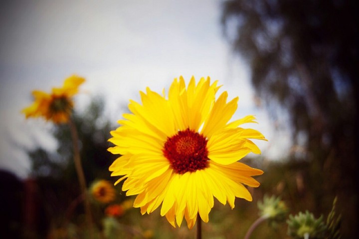 flowers