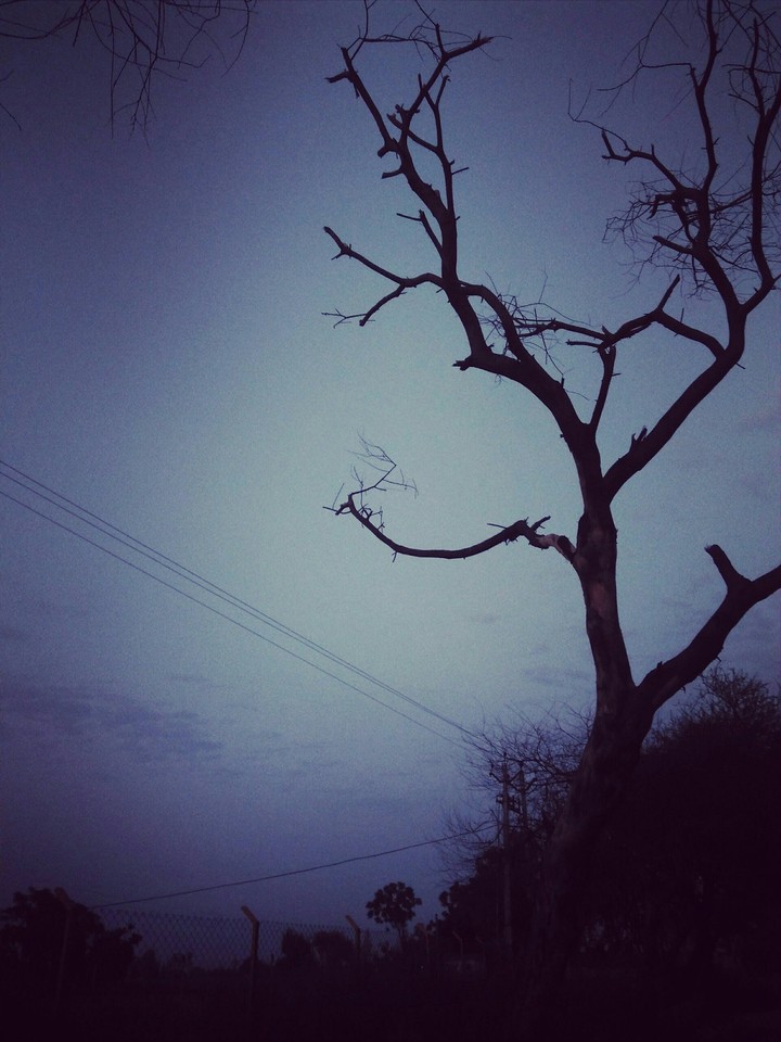 old tree