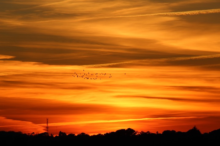 les oiseaux devant un coucher de soleil