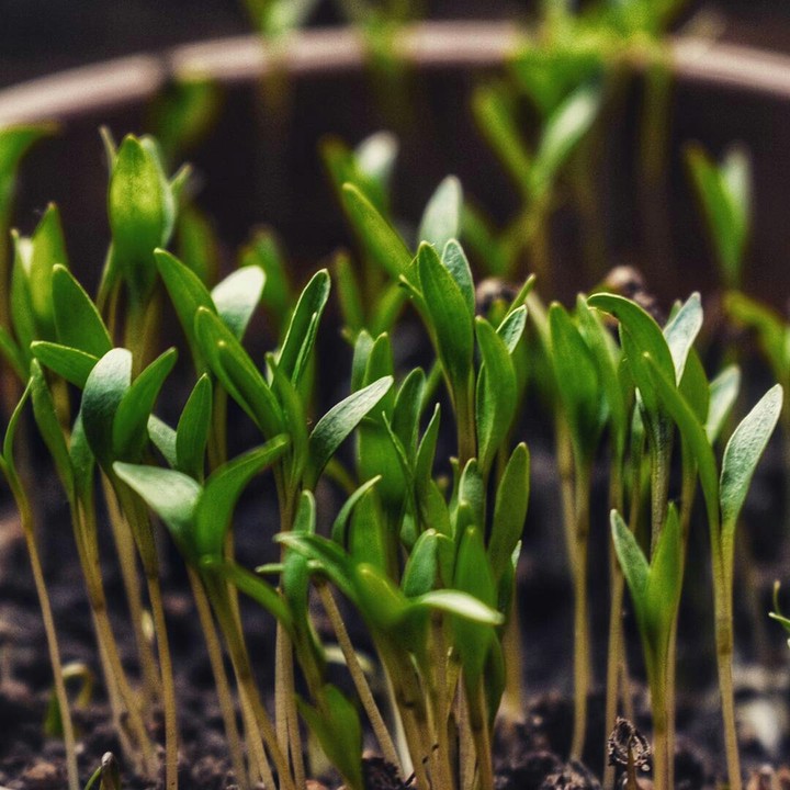 Seedlings