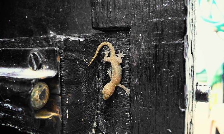 Lizard-Black