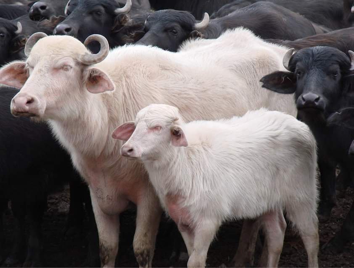 buffalo