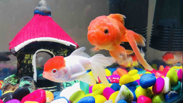 goldies