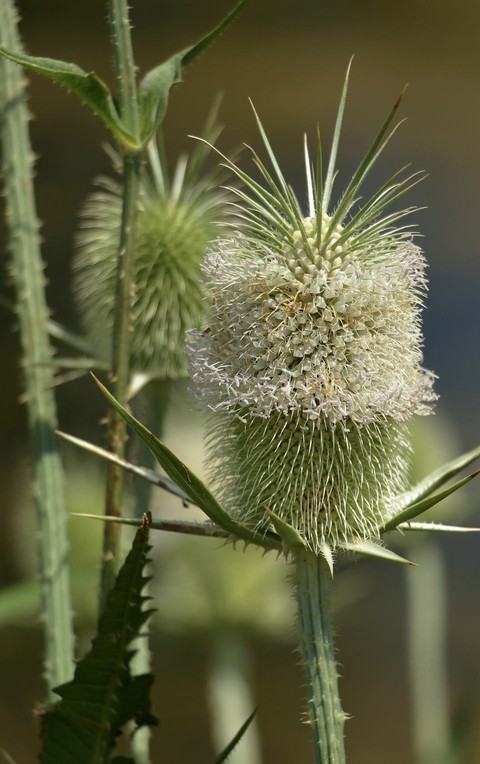 botany, teasel वॉलपेपर