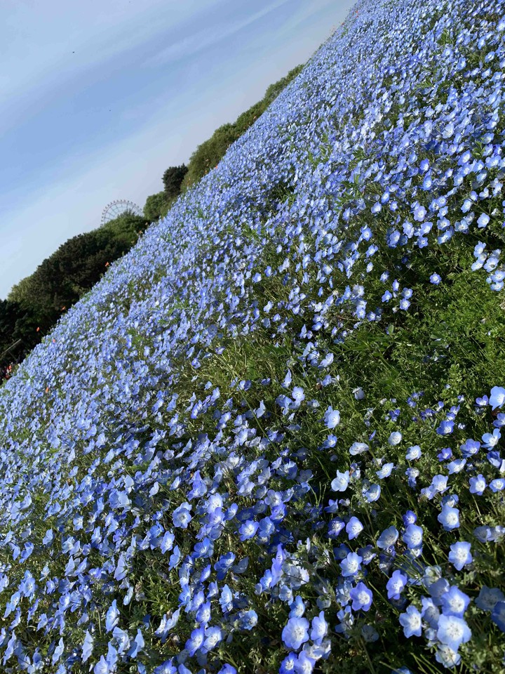 Nemophila