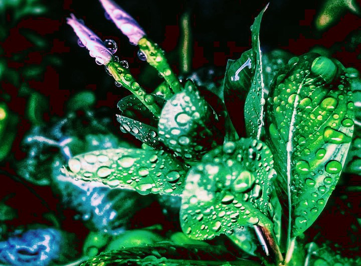 Rain drips