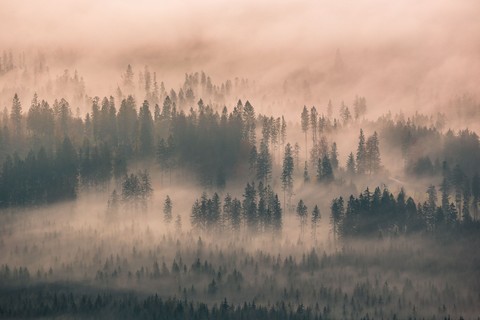 fonds d'écran forest, morning