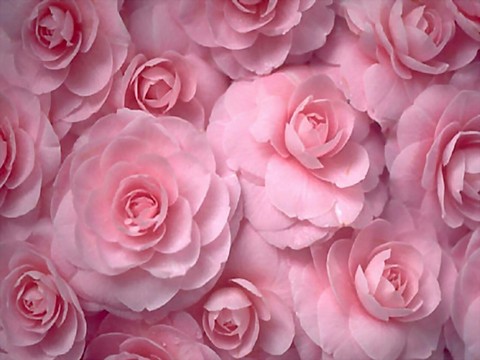 Pink roses