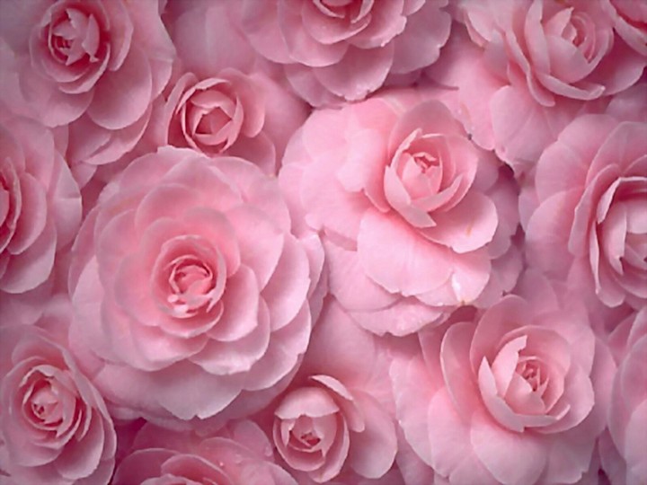Pink roses