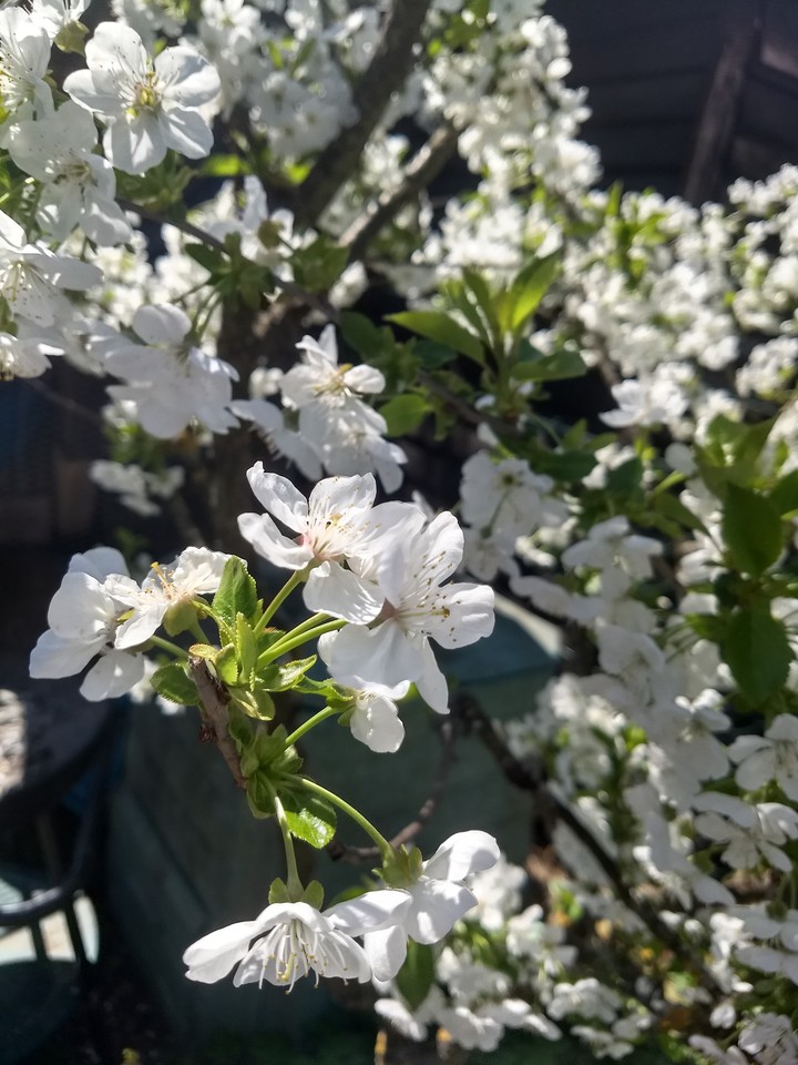 Spring