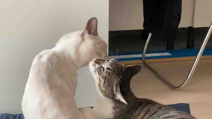 고양이