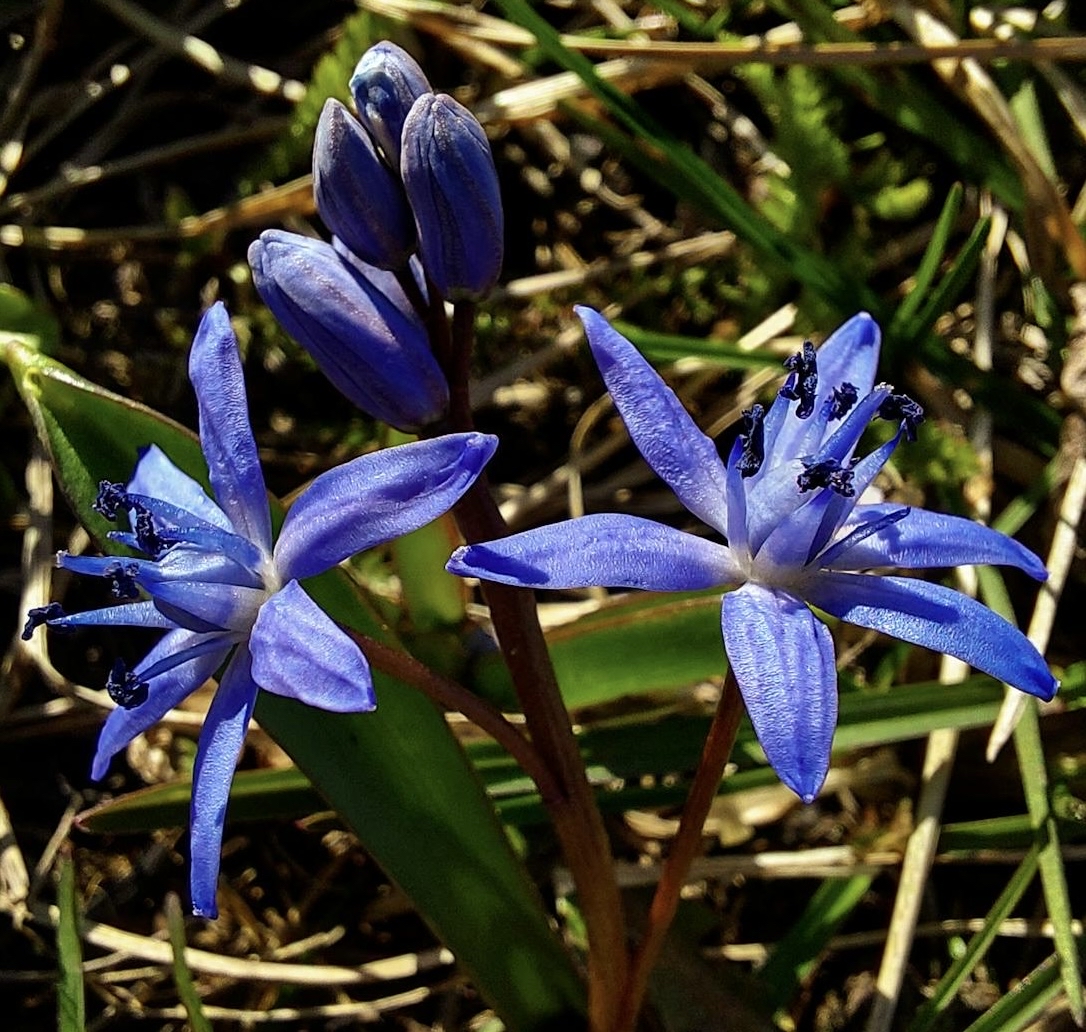 sfondi botany, flower