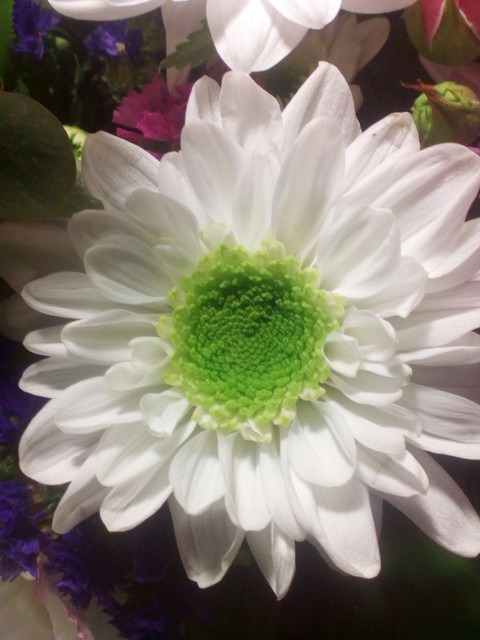 fonds d'écran petal, daisy