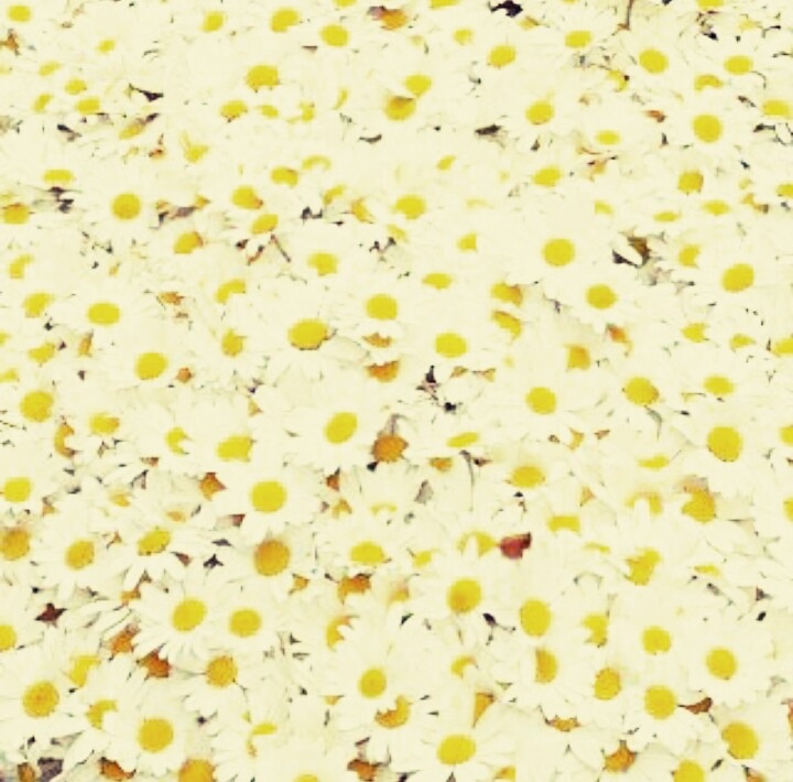 daisy