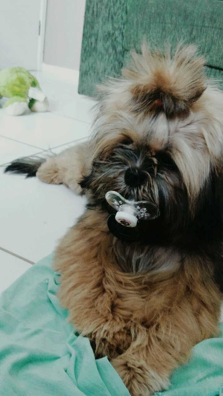 Dog