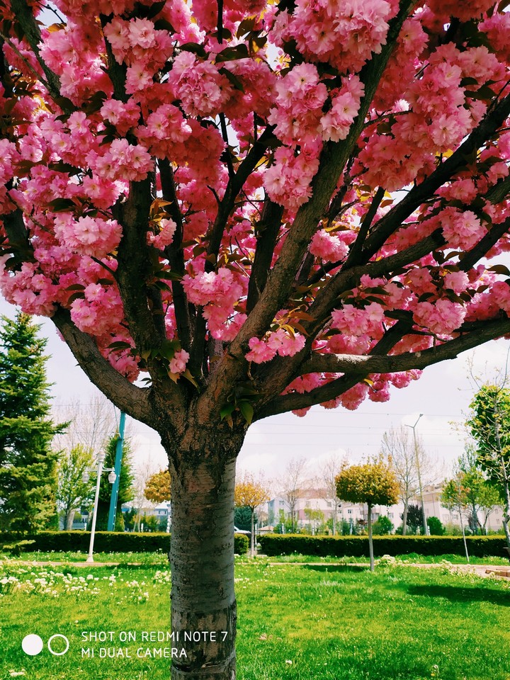 flower spring