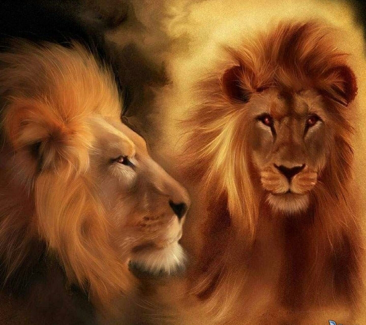 lions