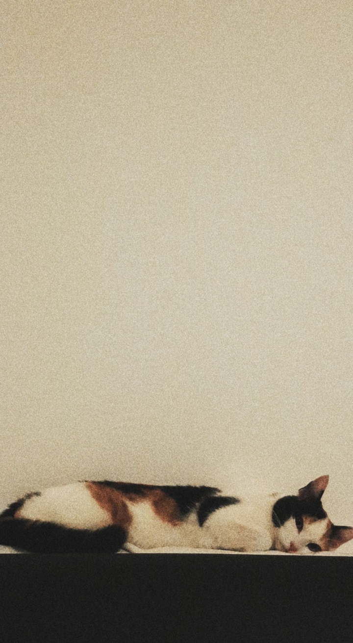 ♡cat♡
