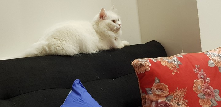 cat
