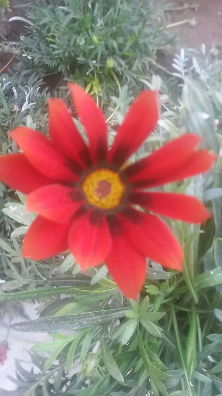 red flawer