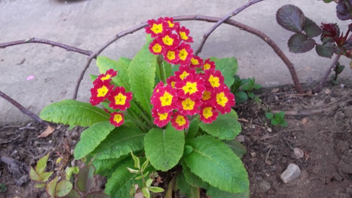 Flowers