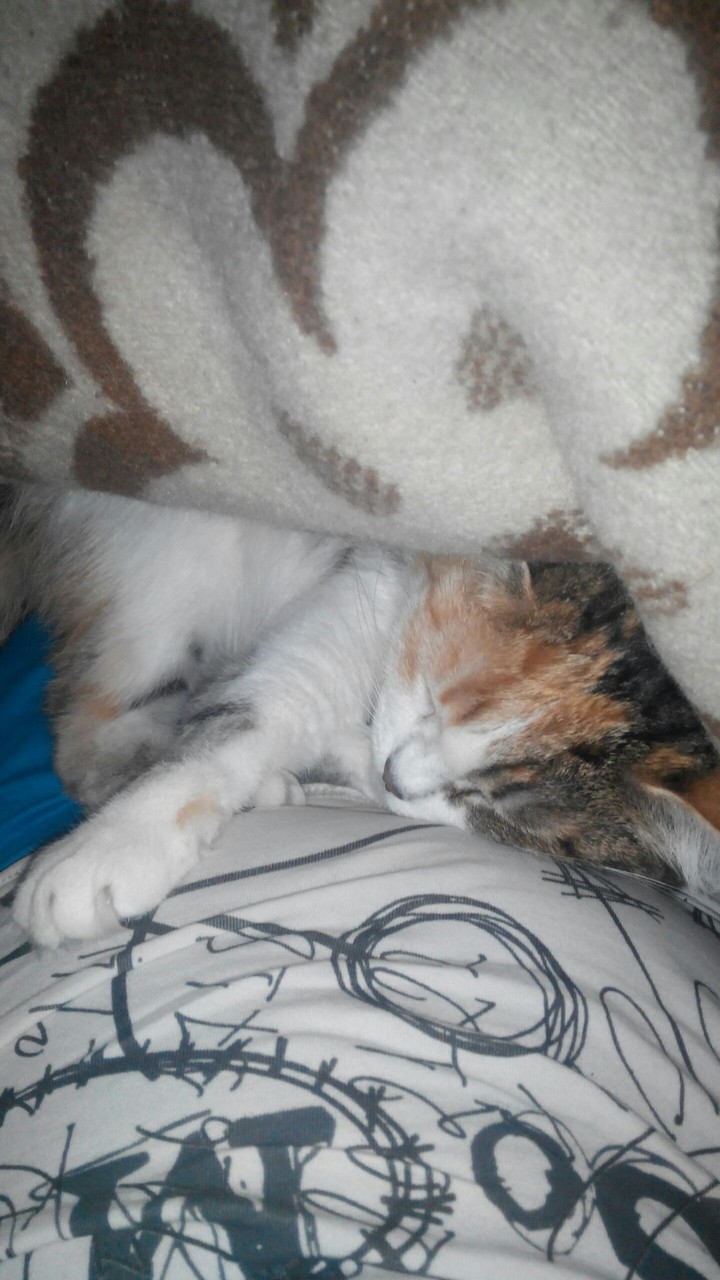 cat